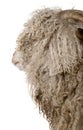 Close-up of Angora goat