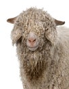 Close-up of Angora goat in front of white background