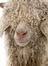 Close-up of Angora goat in front of white background Royalty Free Stock Photo