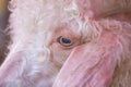 Close-up of Angora goat`s eyes opening with a cry, horned on its head and ears hanging below. In a position slightly lower than Royalty Free Stock Photo