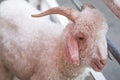 Close-up of Angora goat`s eyes opening with a cry, horned on its head and ears hanging below. In a position slightly lower than Royalty Free Stock Photo