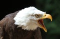 Close up of an angry Bald Eagle calling Royalty Free Stock Photo