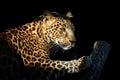 Close up angry big leopard isolated on black background Royalty Free Stock Photo