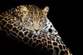 Close up angry big leopard isolated on black background Royalty Free Stock Photo