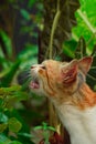 close-up of an angry cat on a tree Royalty Free Stock Photo