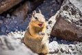 Close up of angry chipmunk; Lassen Volcanic Park National Park, Northern California