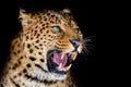 Close up angry leopard isolated on black background