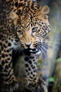 Close angry leopard portrait