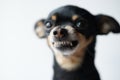 Close-up angry little black dog of toy terrier breed on a white background.Selective focus