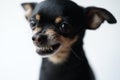 Close-up angry little black dog of toy terrier breed on a white background.Selective focus