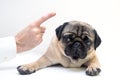 Close up angry man hand wagging a finger and scolding her pug dog punish a dog