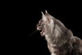 Close-up Angry Meowing Maine Coon Cat, Opened Mouth Isolated Black