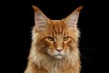 Close-up Angry Red Maine Coon Cat Looks Camera, Isolated Black Royalty Free Stock Photo