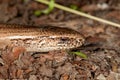 The close-up of the Anguis fragilis, known as a deaf adder Royalty Free Stock Photo