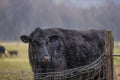 Close up of an angus steer in a pasture in rural Virginia, USA