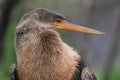 Close-up of an Anhinga bird perched on a branch Royalty Free Stock Photo