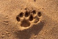 A Close-up of animal Footprints in the Desert Sand in the United Arab Emirates UAE Royalty Free Stock Photo