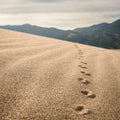 Close Up of Animal Footprints In Sand