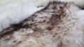 Close up of animal fur. Animal texture background. Fashion industry textile