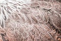 Animal fur texture , beautiful rooster bantam skin patterns for nature background