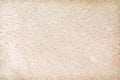 Animal fur texture of dog with light brown seamless patterns background Royalty Free Stock Photo