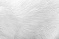Animal fur white grey patterns , dog skin background Royalty Free Stock Photo