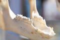 Close-up of animal jawbone with visible teeth and dental structure Royalty Free Stock Photo