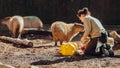 Close up of Animal keeper feeding capybaras