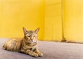 Close up animal portrait cat  lying on the street and blur yellow wall background and text space Royalty Free Stock Photo