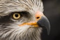 Eagle bird animal portrait