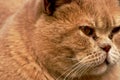 Close-up of animal portrait of fluffy red cat