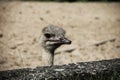 Close up animal portrait of non-flying bird ostrich