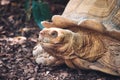 Close-up animal portrait shot of a giant Galapagos tortoise Royalty Free Stock Photo