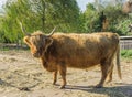 Close up animal portrait of a standing horned scottish highlander cow