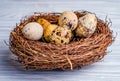 Close-up of animal's nest with quail eggs in it. Organic raw yellow and speckled quail eggs in the bezel.
