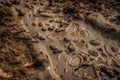 close-up of animal tracks in wet and muddy ground, with droplets of water