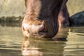 Close-up of an Ankole cattle drinking water