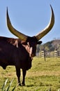 A big Ankole Cow Royalty Free Stock Photo