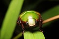 Close-up anomala, green scarab beetle in thailand, southeast Asia