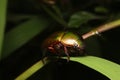 Close-up anomala, green scarab beetle in thailand, southeast Asia