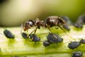 Close-up of an ant and aphid