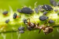 Close-up of an ant and aphid