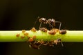 Close-up of ant and aphids on the grass