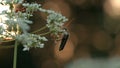 Close up of an ant or a bug on a white meadow flower on blurred background. Creative. Small Insect in the summer field Royalty Free Stock Photo