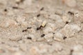 An ant carrying wheat husk from the field