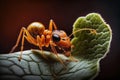 Close up of an ant eating a green leaf. Bugs and insects. Generative ai Royalty Free Stock Photo