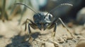Extreme Close-Up Macro Shot of an Ant\'s Head and Mandibles in Detail Royalty Free Stock Photo