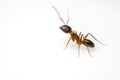 Close up ant isolated on white background