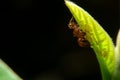 Close-up ant and little insect on leaf Royalty Free Stock Photo