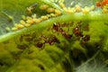 Close-up ant and little insect on leaf Royalty Free Stock Photo